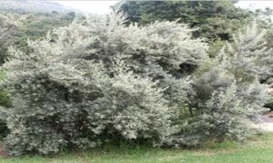 PEARLY BEACH BEWAREA CONSERVANCY